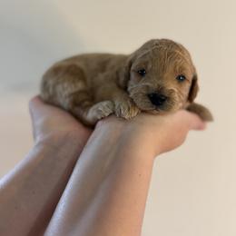 Goldendoodle Puppies from Luna & Willow Goldendoodle Paws 🐾