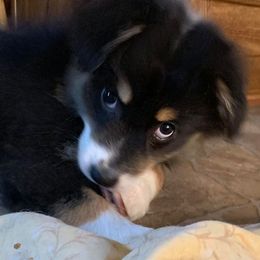 Australian Shepherds from Shallowbrook Farm