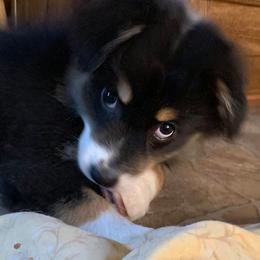 Australian Shepherds from Shallowbrook Farm