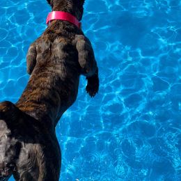 Boerboel All Grown Up from Romboel farm dogs