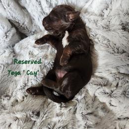 Cay - Phantom female Goldendoodle puppy in St. George, South Carolina from Southern Hunters Mini Doodles