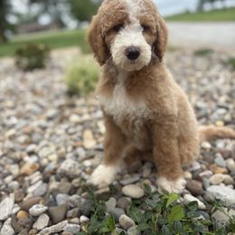 Bee - Red  female Goldendoodle puppy in Smithfield, Kentucky from KBK9 Kennels