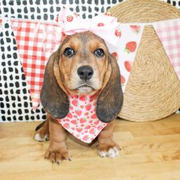 Sassy - Black tan and white female Basset Hound puppy in Antlers, Oklahoma from Rocking H
