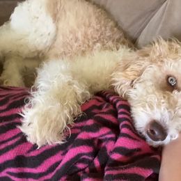 Double Doodle and Labradoodle Puppies from Magnolia & Finn Doodles