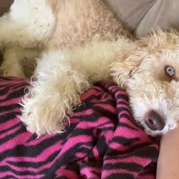 Double Doodle and Labradoodle Puppies from Magnolia & Finn Doodles