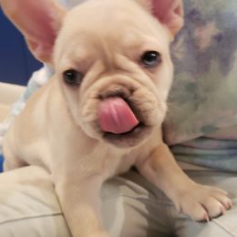French Bulldog Puppies from Bully Snob