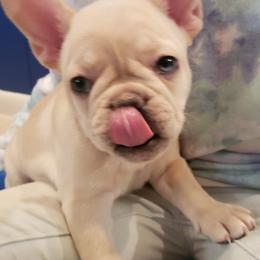 French Bulldog Puppies from Bully Snob