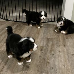 Bernese Mountain Dog Puppies from Willow Tree Berners