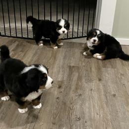 Bernese Mountain Dog Puppies from Willow Tree Berners