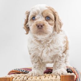 Angel - Red and white female Cockapoo puppy in Montana from Parti Puppies