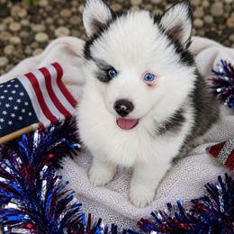 Orion - Black and white male Pomsky puppy in Kittredge, Colorado from Rocky Mountain Pomskies