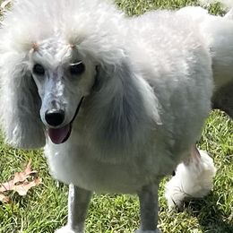 Gracie - Poodle