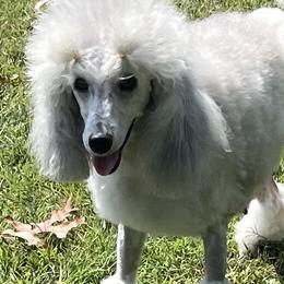 Gracie - Poodle