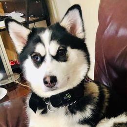Pomskies from Kayla's Pomskies