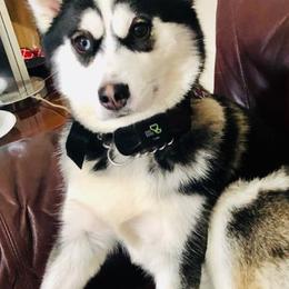 Pomskies from Kayla's Pomskies