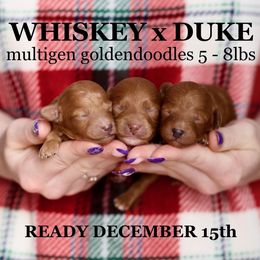 Goldendoodle puppies from Utah Mini Doodles