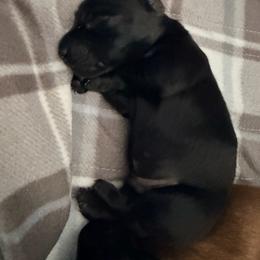 Storm - Black male Dachshund puppy in Pahrump, Nevada from Jedi Weiner Ranch