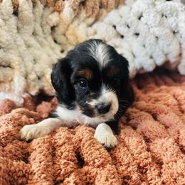 Ronald Weasley - Tri-color male Cavapoo puppy in Battle Lake, Minnesota from Panda Puppies