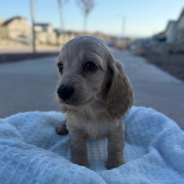 Male Cream Longhair - Cream male Dachshund puppy in El Paso, Texas from InnerVision K9 & Dachs