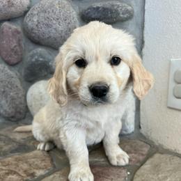 Charlotte - Light golden female Golden Retriever puppy in Douglas, Wyoming from White River Retrievers