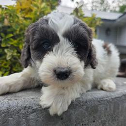Daffodil - Merle female Bernedoodle puppy in Blackfoot, Idaho from Draper Mountain Doodles