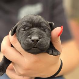 Girl 1 - Black female Labrador Retriever puppy in Napavine, California from StormyDaze Labradors & Beagles