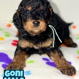 Goni - Tri-color male Bernedoodle puppy in Beecher, Illinois from Erica’s Doodles