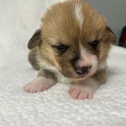 Astro - Red male Pembroke Welsh Corgi puppy in Ocala, Florida from Osborne Corgis