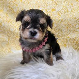 Misty - Black & tan tri-color female Morkie puppy in Monticello, Iowa from Ashley’s Puppies