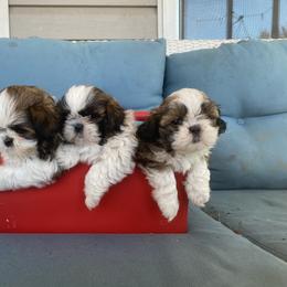 Shih Tzu Puppies from Tiny Bubbles Shih Tzus