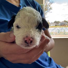 Maggie - Tri-color female Bernedoodle puppy in Auburndale, Florida from Florida Mini Bernedoodles