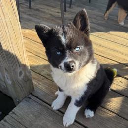 Aria - Black and white female Pomsky puppy in La Vergne, Tennessee from Atencio Pomsky