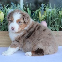 Kiss - Red merle female Australian Shepherd puppy in Circleville, Utah from Canyon Creek Aussies