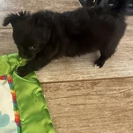 Winnie - Black and white female Chihuahua puppy in Oklahoma City, Oklahoma from Savvy Chihuahuas of Oklahoma