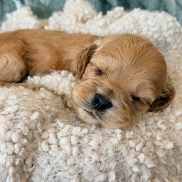 Beau - Cream male Cockapoo puppy in Preston, Idaho from Rocking JH Pup Co