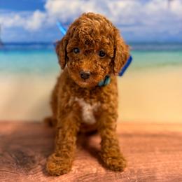 Squidward (Light Blue Collar Male) - Red  male Goldendoodle puppy in Santa Clara, Utah from Desert Dawn Doodles