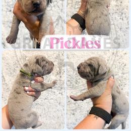 Pickles - Merle female Great Dane puppy in Sac City, Iowa from Northern Great Danes of Colorado & Iowa