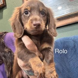 Rollo - Chocolate and tan male Dachshund puppy in Cabool, Missouri from Dachshund's of Country Magic Farms in Missouri