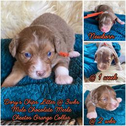 Cheetos - male Australian Mountain Doodle puppy in Port Orchard, Washington from Yukon Harbor Doodles