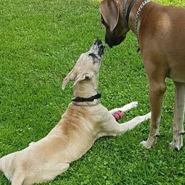 Great Danes from Poke-A-Nose Danes