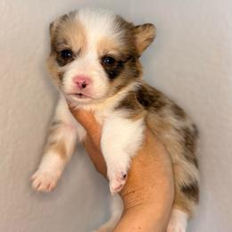 Red Merle Boy - male American Corgi puppy in Moreno Valley, California from Corgi Dobie Co.