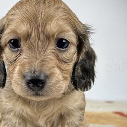 Mr Potato Head - Cream Dachshund puppy in Alva, Florida from Salty C's Dachshunds