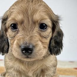Mr Potato Head - Cream Dachshund puppy in Alva, Florida from Salty C's Dachshunds