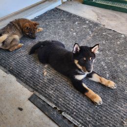 Tobias - Black and tan Shiba Inu puppy in Lake Havasu City, Arizona from MarshDancer's Beautiful Babes