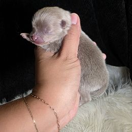 Louise Belcher - Lavender female Pomeranian puppy in Smithville, Texas from Lafary Poms