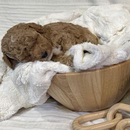 Cavapoos from The Cava Labdoodles