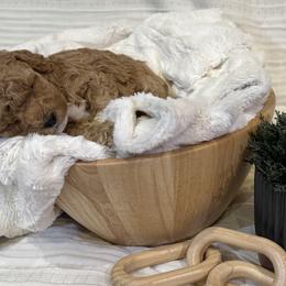 Cavapoos from The Cava Labdoodles