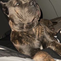 Cane Corso from Carter’s Corso