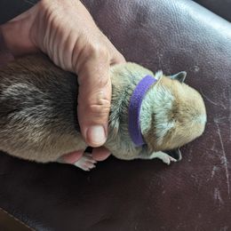 Pembroke Welsh Corgi Puppies from Jersey Shore Corgis
