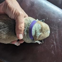 Pembroke Welsh Corgi Puppies from Jersey Shore Corgis